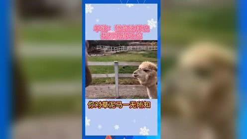 娱乐吃瓜群众歌曲