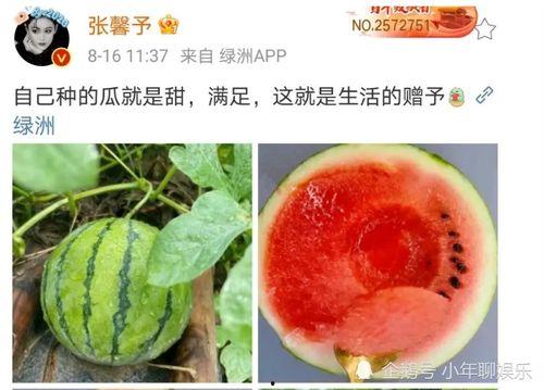 今年娱乐的吃瓜事件,2023年度娱乐圈爆笑吃瓜大盘点
